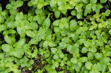 Lemon balm use for make food,it good smell