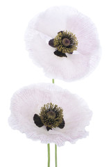 Fototapeta premium poppy