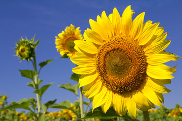 Yellow sunflower and blue sky background closeup