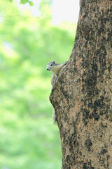 a squirrel on a tree