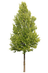 Single green tree isolated on white background