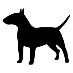 Bullterrier