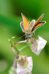 Essex Skipper