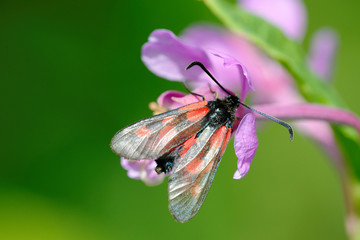 Narrow-Bordered Five-Spot Burnet