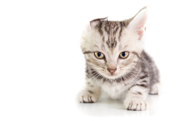 Fototapeta na wymiar Shorthair cat kitten