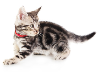 Shorthair cat kitten