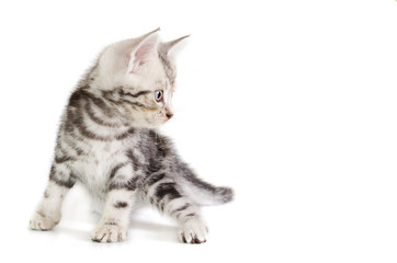 Shorthair cat kitten