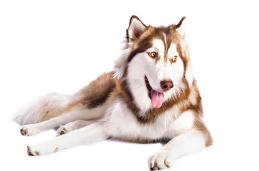 Siberian Husky