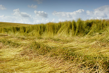 Flax field during harvest - 43699254