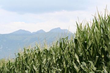 campo di mais e montagne