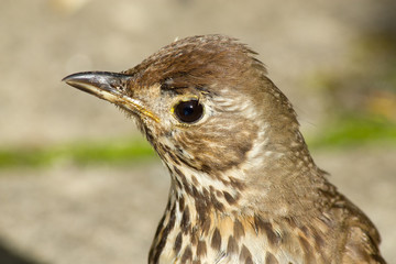 Young British Song Thrush (Turdus philomelos) close up.