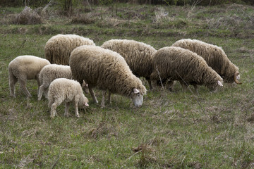 sheep