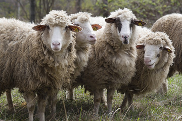 chipped sheep