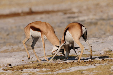Springbock Kampf
