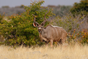 Großer Kudu