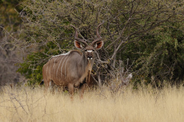 Großer Kudu