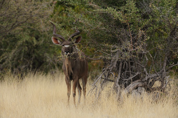 Großer Kudu