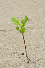 young plant