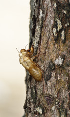 Pupa