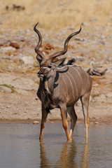 Großer Kudu