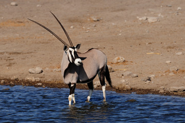 Oryx