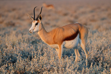 Springbock