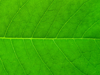 Fototapeta na wymiar Leaf.