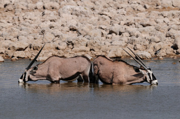 Oryx