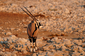 Oryx