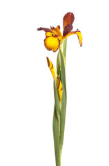 Stem and flowers of Spuria iris isolated on white