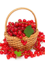 basket with red currant