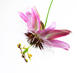 Passiflora Flower over white