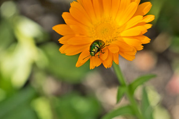 Beetle on a flower