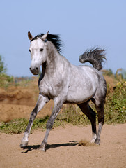 arab stallion