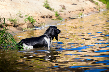 Training a hunting dog on the water. Russian Spaniel