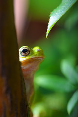 green tree frog