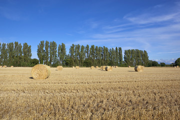 stubble field with poplar trees