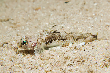 Goby