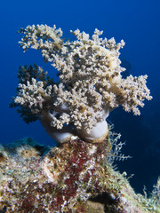 Soft Coral