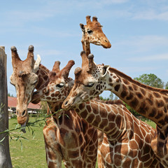 Girafes