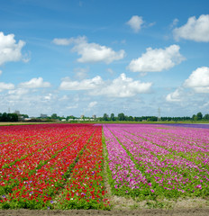 flower field