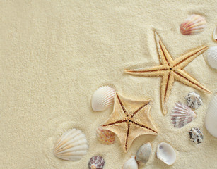 Fototapeta na wymiar Starfish with shells on the Beach