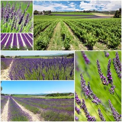 Provence - Champs de lavandes