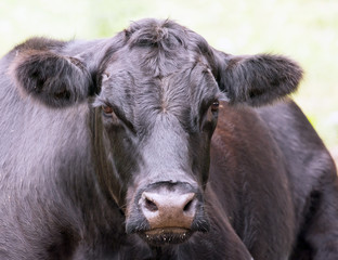 Black Cow