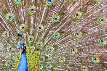 Obraz premium A Peacock