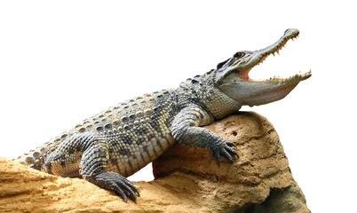 Foto op Plexiglas The Crocodile. © Kletr