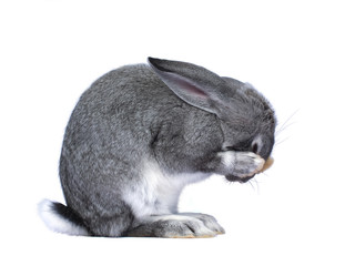 grey rabbit on a white background