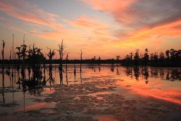 Cypress at Dusk II