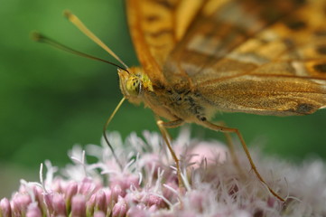 argynnis