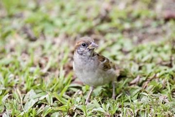 tree sparrow